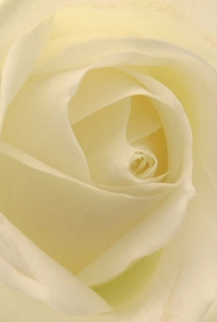 Seen up close, this classic white rose is a study in layered tranquility-a gentle composition of ivory and cream, the petals illuminated as though catching morning light on Esher's leafy Church Street. Each petal is laid with intent, spiraling around a core that seems both resilient and impeccably refined. The subtle interplay of shadows and semi-luminous tones speaks of peace and dignity, making this bloom a perfect candidate for heartfelt apologies, weddings, or a thoughtful centerpiece at an Esher gathering. There's a subtle sophistication that echoes the elegance found in Esher's boutique shops and refined homes; the natural grace of the rose elevated by the expert touch of local florists. Let your imagination conjure its clean, serene fragrance-a note that drifts through the air as the flower stands in silent celebration of love or sympathy. In this portrait, every nuance in texture and colour is honored, resulting in a rose that conveys not just beauty, but the enduring spirit of handmade floral artistry cultivated within this Surrey community.