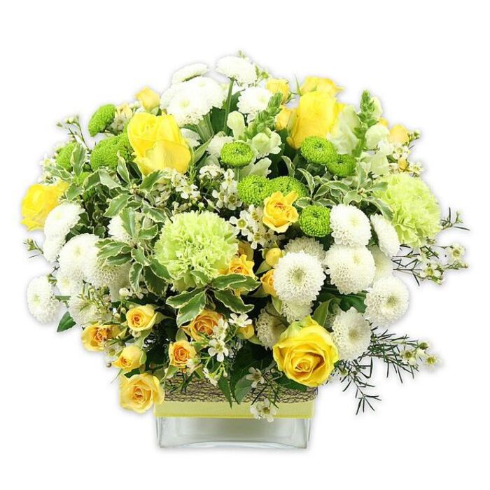 A lush, thoughtfully composed floral arrangement overflows from a low, square glass vase, the entire composition set against a pure white backdrop that intensifies its sunny palette of yellow, white, and green. Prominent yellow roses form the heart of the design, their petals unfolding in layered spirals, with some stems bearing tight buds that promise more colour in the days to come. Interspersed among them are smaller yellow spray roses, each stem carrying multiple miniature blooms that weave a delicate pattern through the bouquet. Creamy white pompom chrysanthemums fill in the spaces with their dense, rounded flower heads, creating soft domes of texture that contrast gently with the smooth rose petals. Vivid lime-green button chrysanthemums are scattered like bright, playful dots, their compact, globe-shaped blooms bringing a lively, modern note. Larger, softly ruffled pale-green flowers-suggestive of green carnations or speciality chrysanthemums-bridge the tonal shift between white and yellow, adding a light, cloudlike dimension. Abundant greenery supports and frames the composition: broad variegated leaves edged in creamy white, glossy deep-green stems, and fine, feathery sprigs of filler foliage all combine to create a rich, verdant base. Delicate, star-like white filler flowers glimmer here and there, enhancing the intricacy and fullness of the design. Around the centre of the vase, a rustic, tactile wrap-appearing to be woven from natural fibre or bark-is secured and finished with a slim lime-green ribbon that echoes the fresh greens above. The bouquet radiates warmth and freshness, like a bright afternoon walk through the streets of Esher or along the edge of Oxshott Heath, perfectly suited to celebrations, housewarmings, or as an uplifting daily accent in a living room or office.